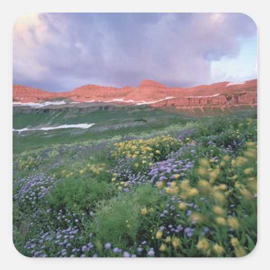 Sticker Carré Fleabane pourpre (erigeron peregrinus) et Jaune (Devant)