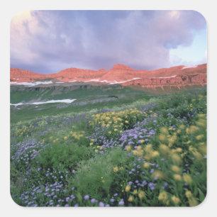 Sticker Carré Fleabane pourpre (erigeron peregrinus) et Jaune