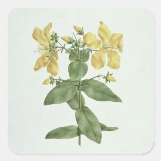 Sticker Carré Flétan (Hypericum quartinianum) (w/c (Devant)