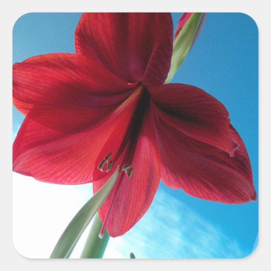 Sticker Carré Fleur Amaryllis rouge vif (Devant)