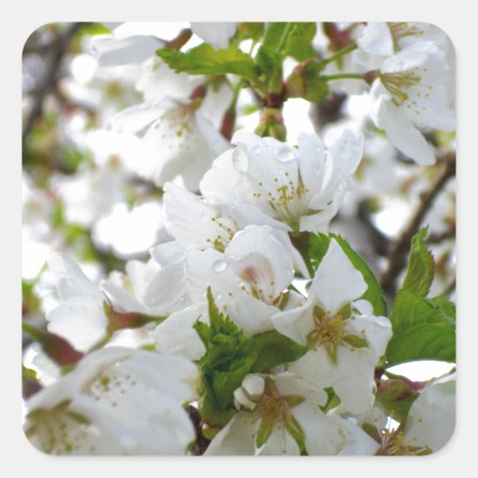 Sticker Carré Fleur blanche (Devant)