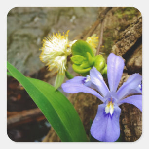 Sticker Carré Fleur blanche pourpre bleu Iris