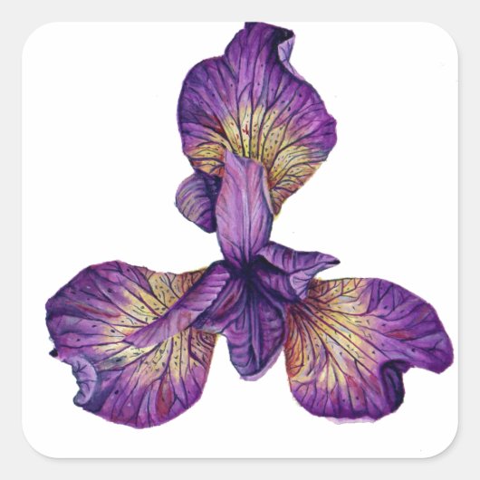 Sticker Carré Fleur bleu Iris Siberica (Devant)
