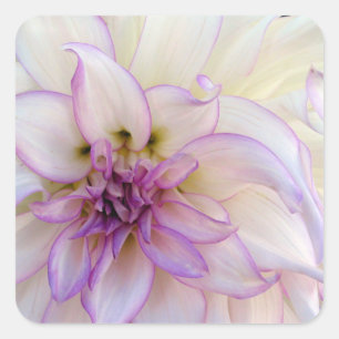Sticker Carré Fleur Dahlia violette et blanche étonnante