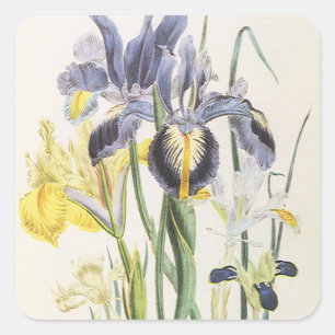 Sticker Carré Fleur de botanique vintage, fleurs d'iris de jardi