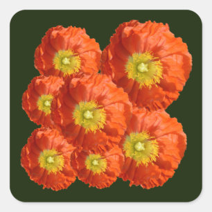 Sticker Carré Fleur de cépages orange vif