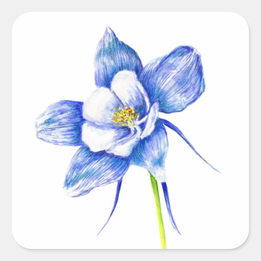 Sticker Carré Fleur de columbine bleue (Devant)