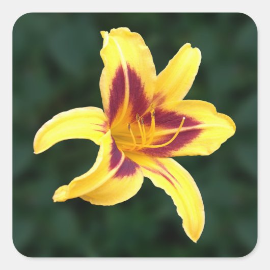 Sticker Carré Fleur de jour jaune avec rouge, Hemerocallis : (Devant)