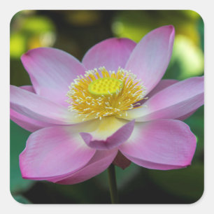 Sticker Carré Fleur de lotus en fleurs, Indonésie