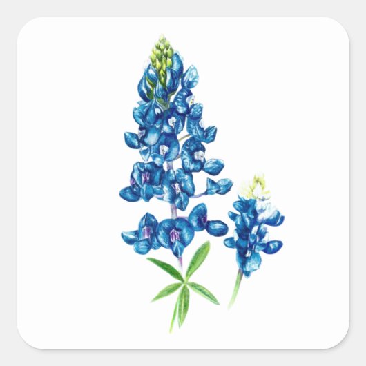 Sticker Carré Fleur de Lupin bleu (Devant)