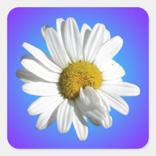 Sticker Carré Fleur de marguerite blanche dégradé floral bleu vi