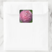 Sticker Carré Fleur de ranunculus rose (Sac)
