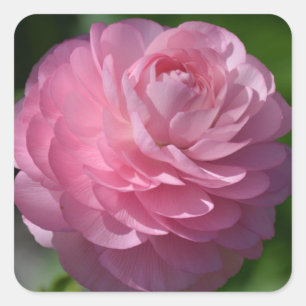 Sticker Carré Fleur de ranunculus rose   