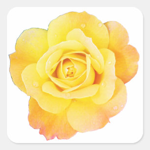 Sticker Carré Fleur de rose florale orange jaune Pâques printemp