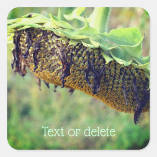 Sticker Carré Fleur de tournesol fanée personnalisée