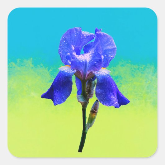 Sticker Carré Fleur d'Iris (Devant)