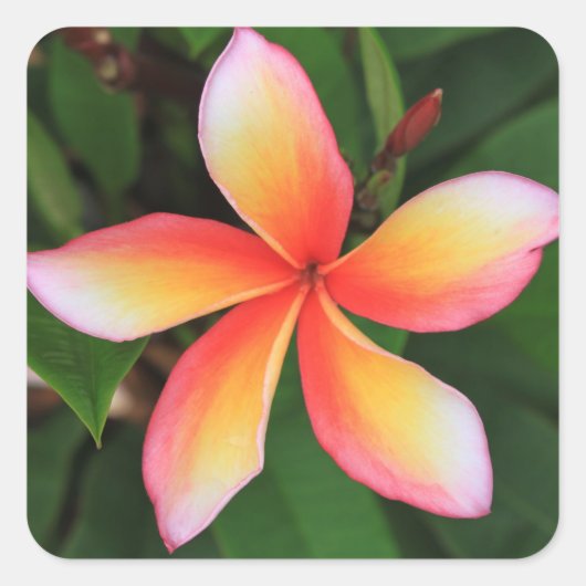 Sticker Carré Fleur Frangipani (Devant)