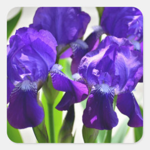 Sticker Carré Fleur Iris Iris Violet
