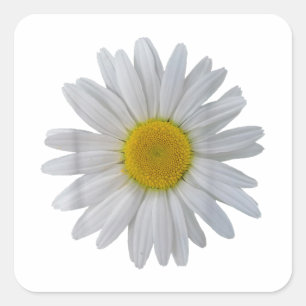 Sticker Carré Fleur marguerite blanche, marguerite florissante,