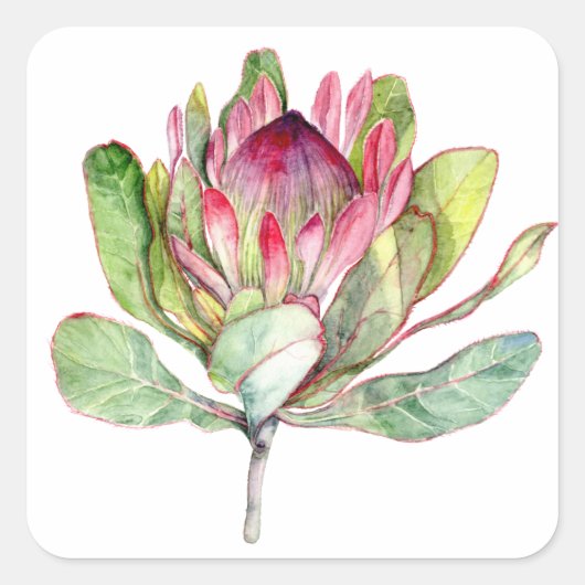 Sticker Carré Fleur Protea (Devant)