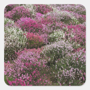 Sticker Carré Fleur rose, blanche et pourpre de buissons