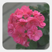 Sticker Carré Fleur rose de géranium (Devant)