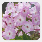 Sticker Carré Fleur rose Phlox, Photographie canadienne (Devant)