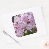 Sticker Carré Fleur rose Phlox, Photographie canadienne (Enveloppe)