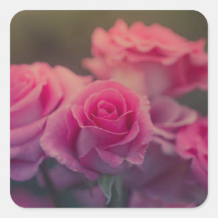 Sticker Carré fleur rose très proche