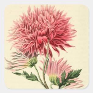Sticker Carré Fleur rose vintage de chrysanthème