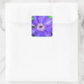 Sticker Carré Fleur violette Clematis (Sac)