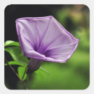 Sticker Carré Fleur violette sur Arrière - plan vert