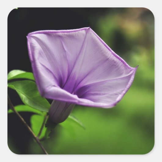 Sticker Carré Fleur violette sur Arrière - plan vert (Devant)