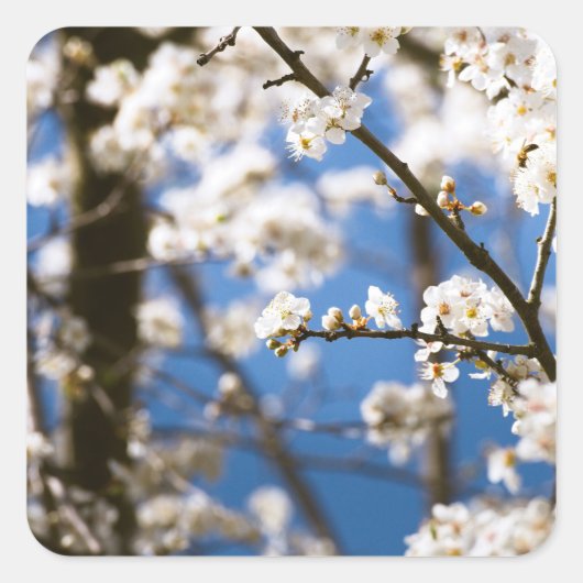 Sticker Carré Fleurs blanches devant un ciel blanc (Devant)
