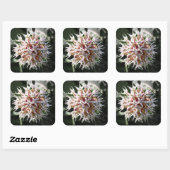 Sticker Carré Fleurs de Asclépiade Blanche (Feuille)