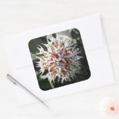 Sticker Carré Fleurs de Asclépiade Blanche (Enveloppe)