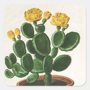 Sticker Carré Fleurs de cactus vintage, plantes de cactus succul