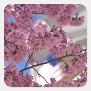 Sticker Carré Fleurs de cerisier Sakura Americana