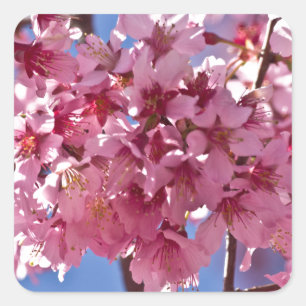 Sticker Carré Fleurs de cerisier Sakura Étoiles rouges