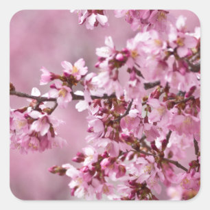 Sticker Carré Fleurs de Cerisier Sakura Pastel Rose Calquees