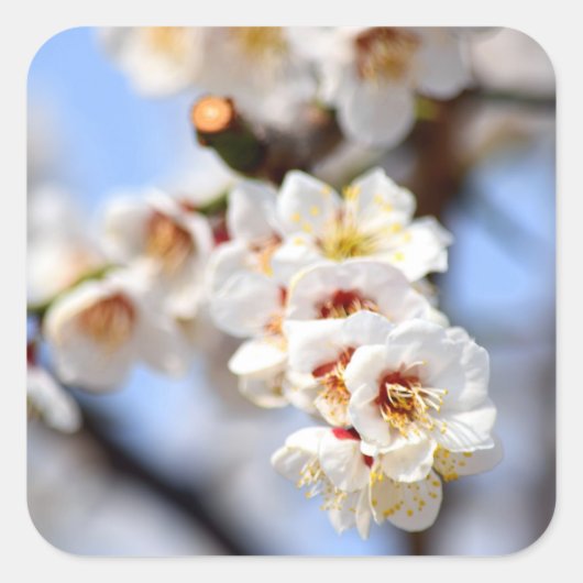 Sticker Carré Fleurs de cerisiers (Devant)