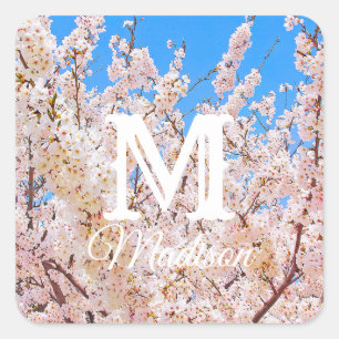 Sticker Carré Fleurs de cerisiers en pleine floraison