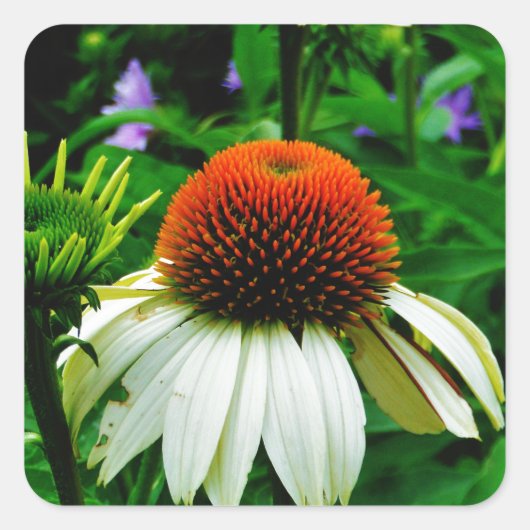Sticker Carré Fleurs de cônes blanches et orange (Devant)
