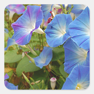 Sticker Carré Fleurs de gloire du matin