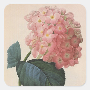 Sticker Carré Fleurs de jardin vintage, Hortensia Hydrangea rose