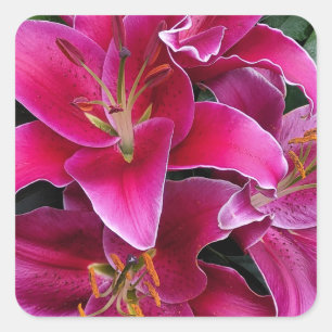 Sticker Carré Fleurs de lys stargazers roses