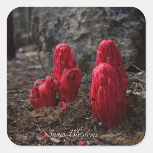 Sticker Carré Fleurs de neige