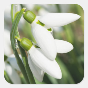 Sticker Carré Fleurs de neige