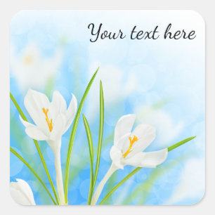 Sticker Carré Fleurs de printemps (crocus blanc)