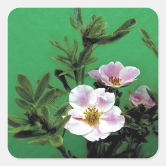 Sticker Carré fleurs de rose rose sauvage en vert, Élégant
